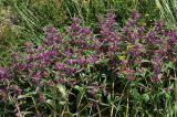 Phlomis pungens