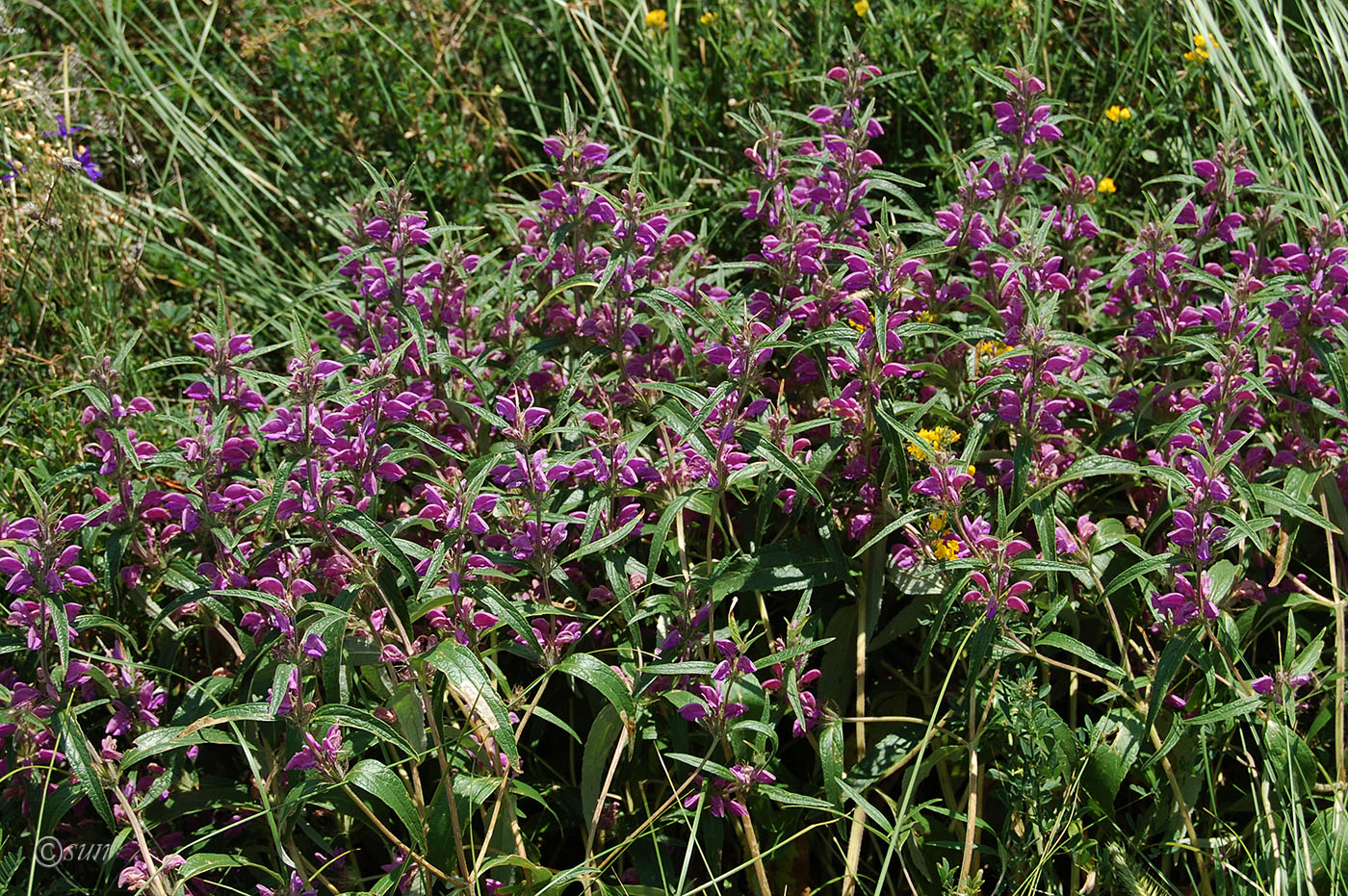 Image of Phlomis pungens specimen.