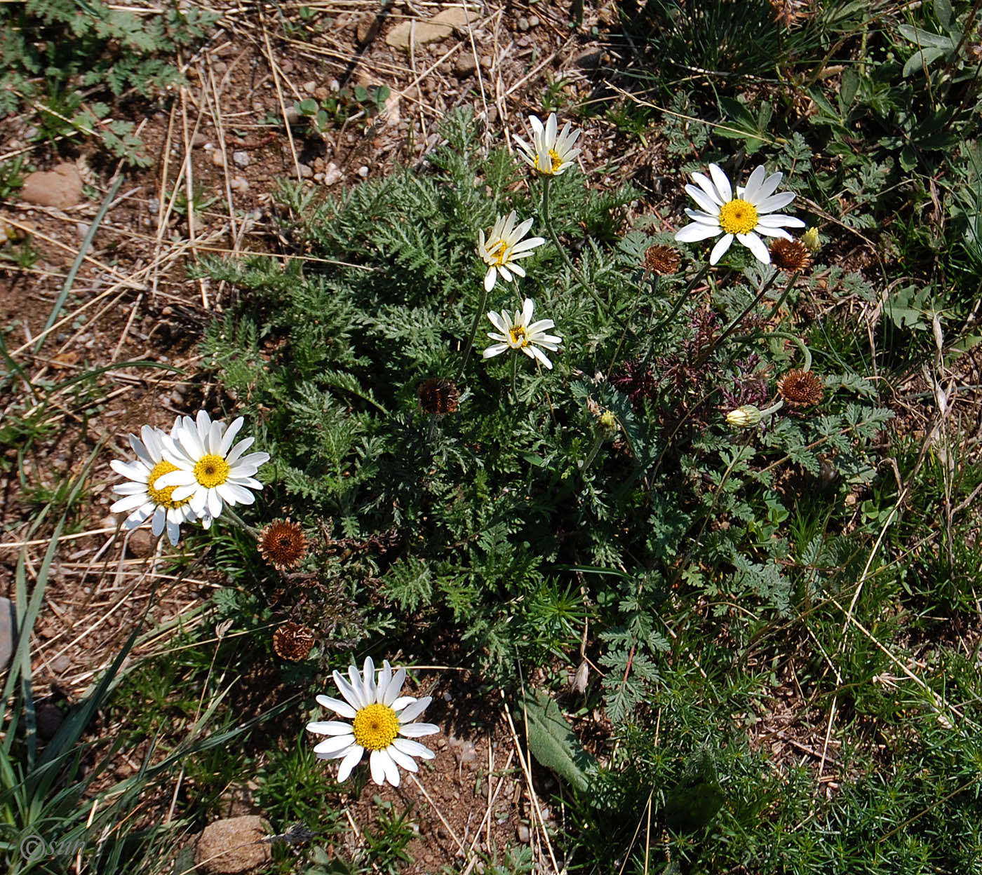 Изображение особи род Anthemis.