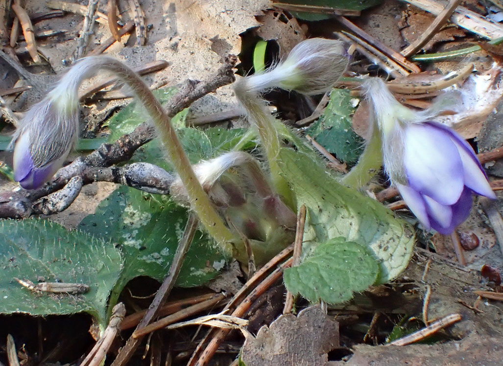 Изображение особи Hepatica nobilis.