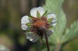 Potentilla micrantha