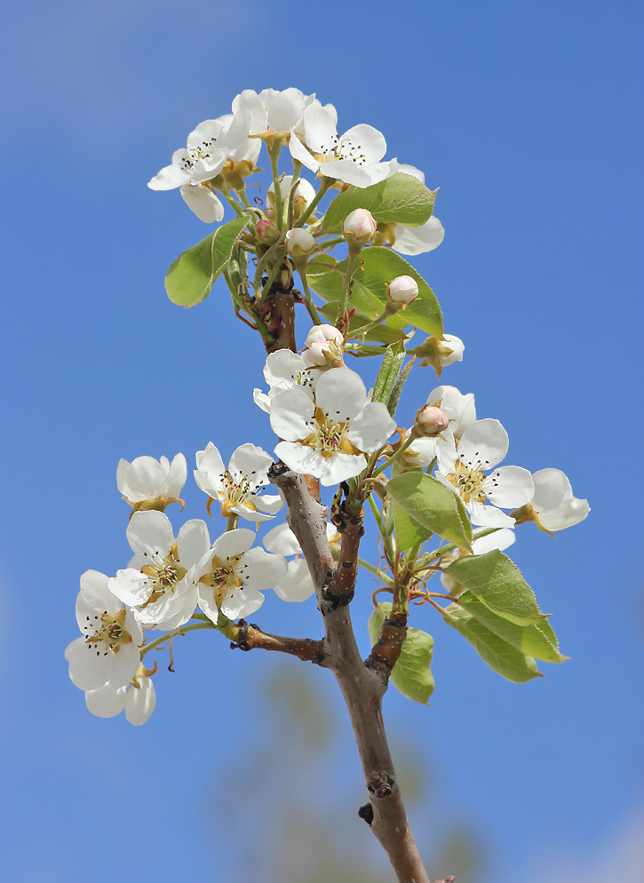 Image of Pyrus communis specimen.