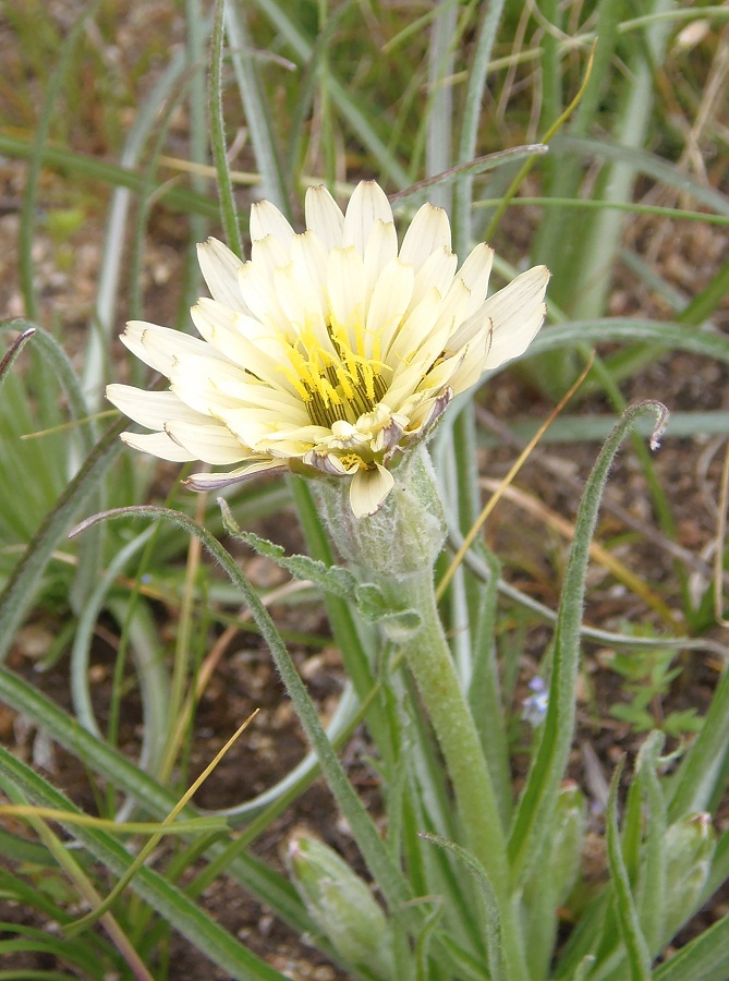 Image of Scorzonera mollis specimen.