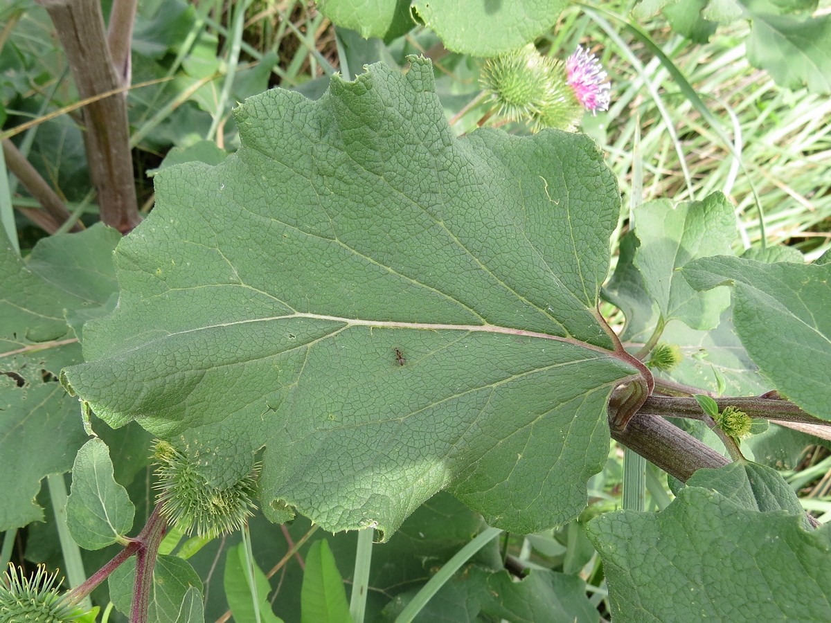 Image of Arctium lappa specimen.