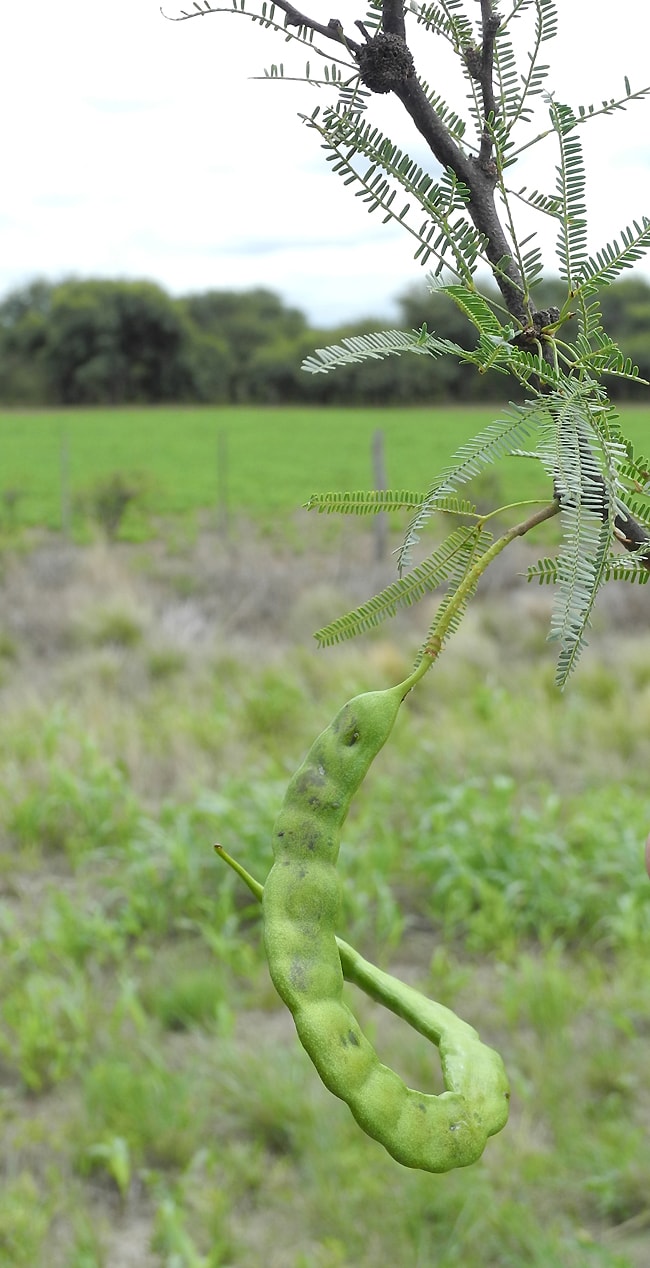Image of Prosopis caldenia specimen.