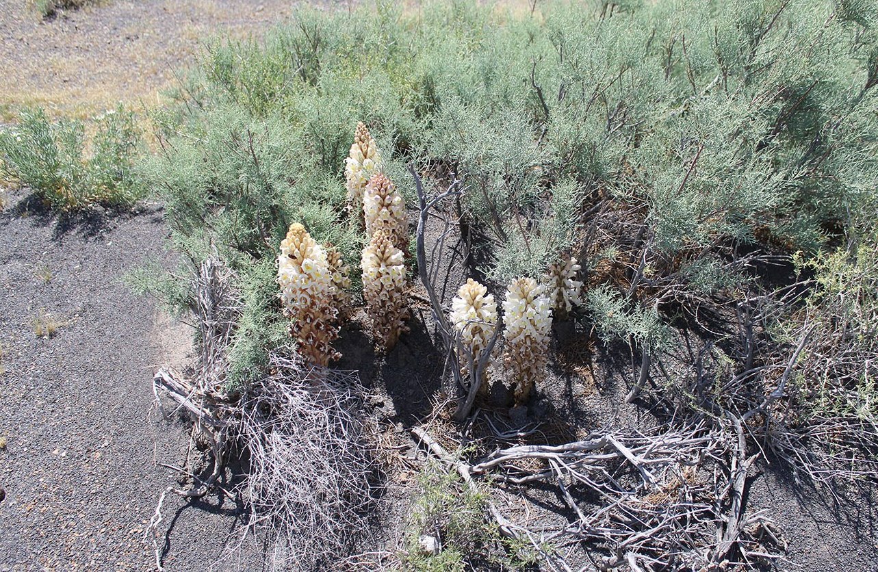 Image of Cistanche mongolica specimen.