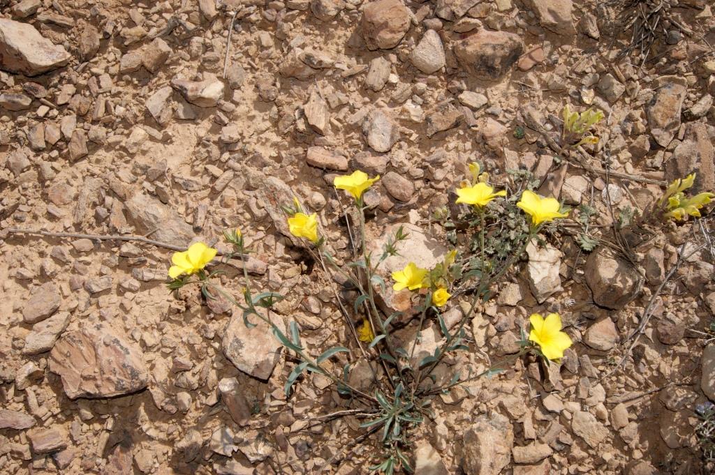 Изображение особи Linum alexeenkoanum.