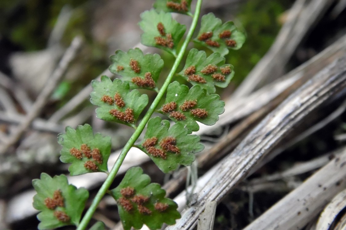 Изображение особи Asplenium viride.