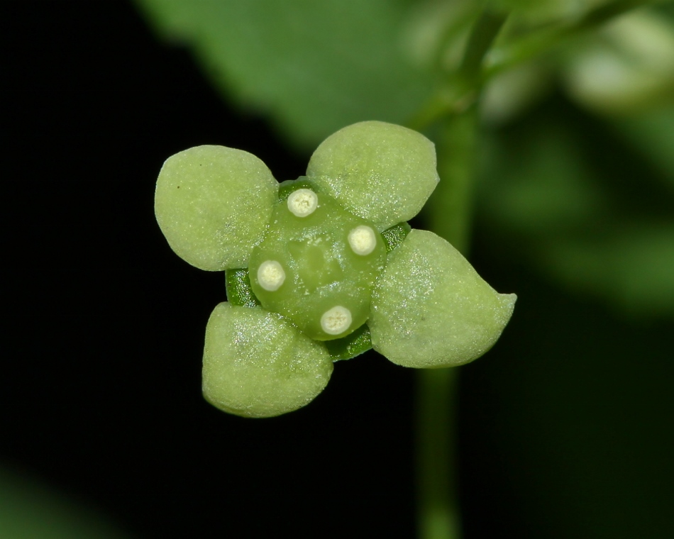 Изображение особи Euonymus macropterus.