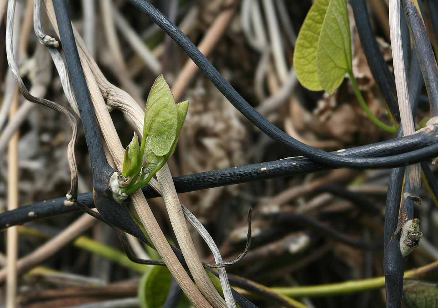 Image of Aristolochia manshuriensis specimen.