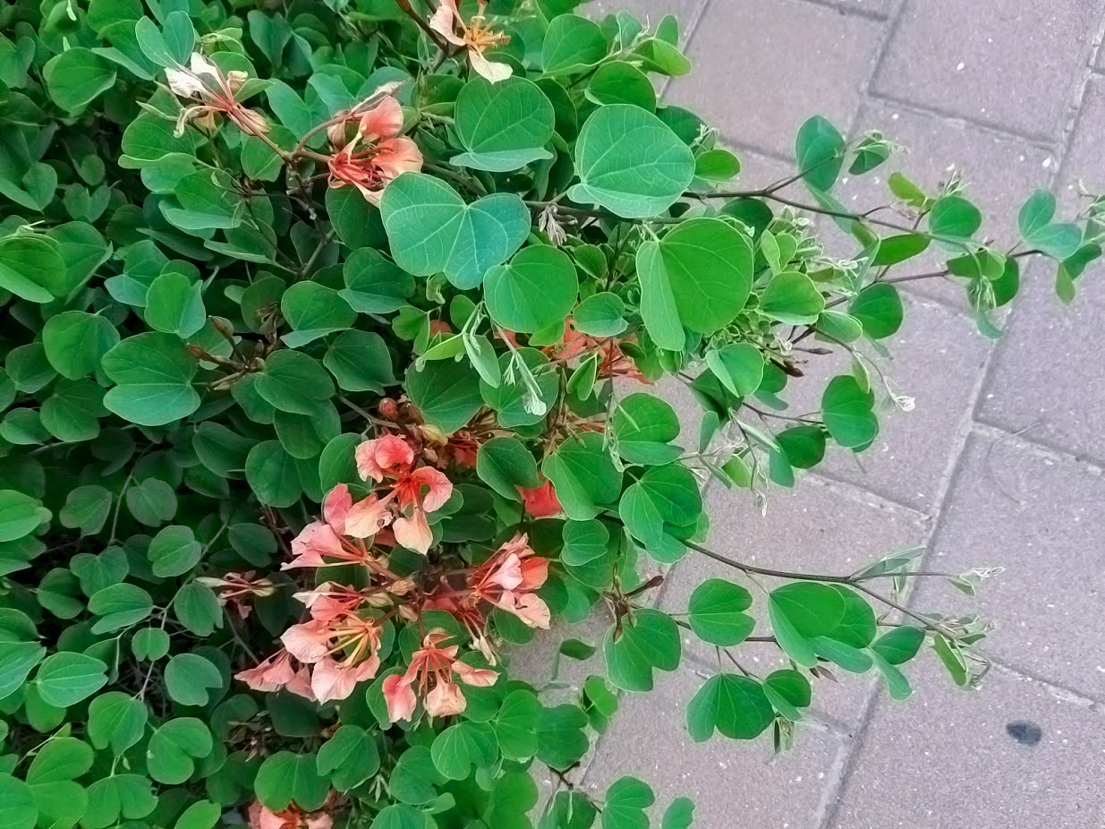 Image of Bauhinia galpinii specimen.