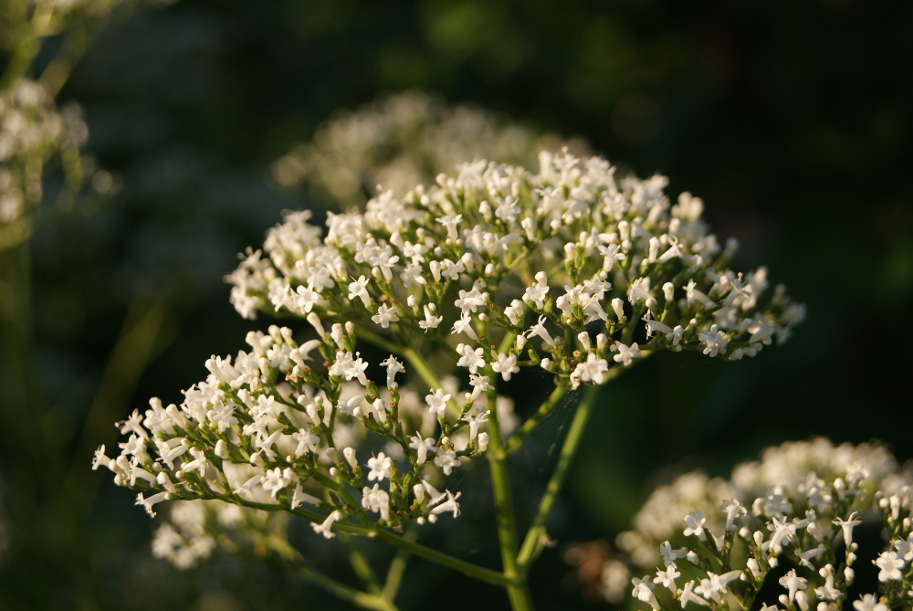 Изображение особи род Valeriana.