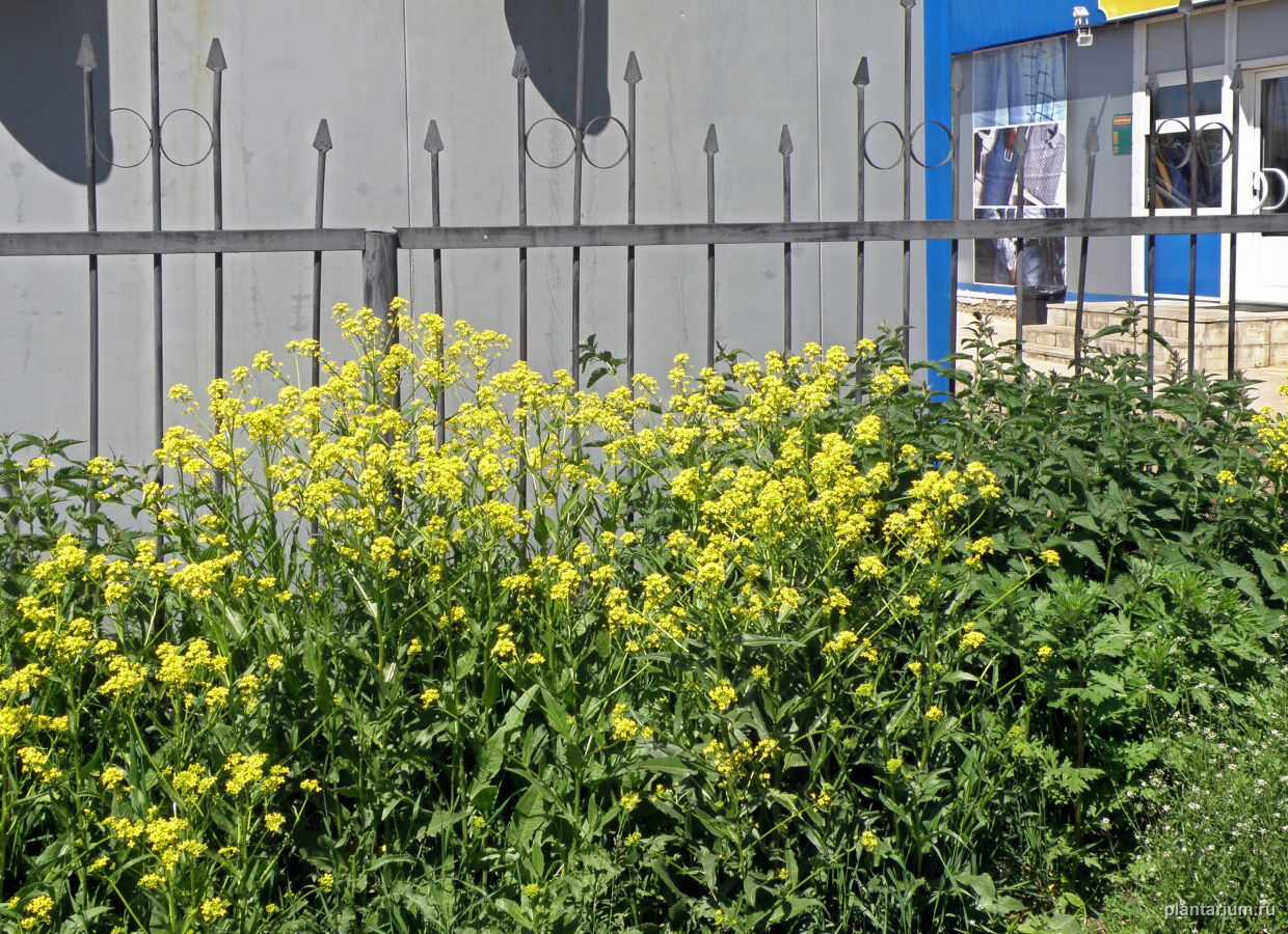 Image of Bunias orientalis specimen.