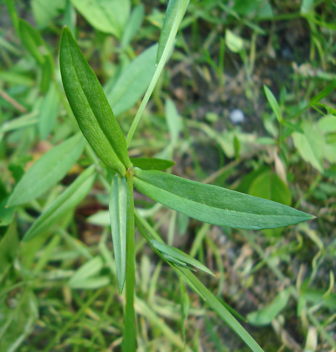 Изображение особи Stellaria graminea.