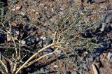 Caragana pygmaea. Ветвь вегетирующего кустарника. Алтай, Чуйская степь, окр. с. Кош-Агач, ≈ 1700 м н.у.м., каменистая сухая степь. 13.06.2017.