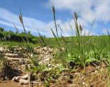 Phleum alpinum