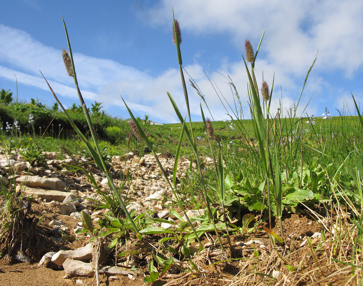 Изображение особи Phleum alpinum.