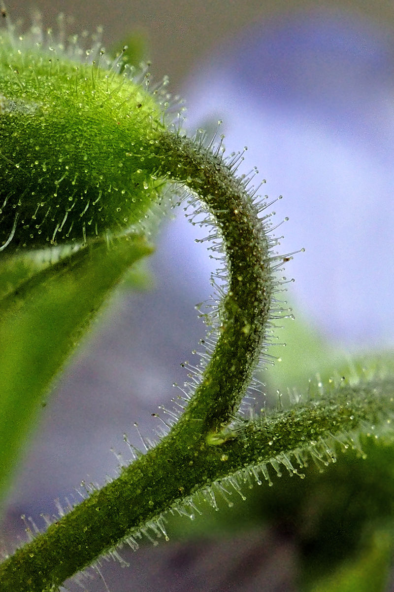 Image of Polemonium chinense specimen.