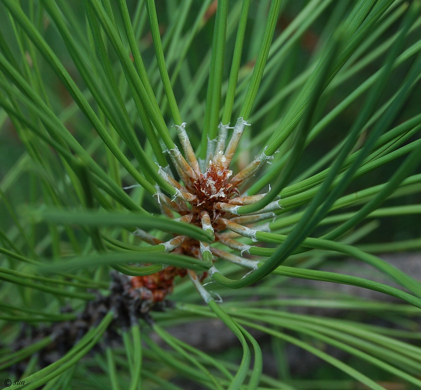 Изображение особи Pinus pallasiana.
