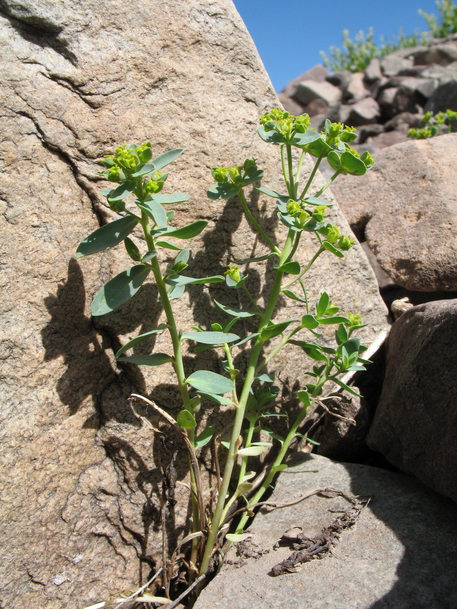 Image of Euphorbia talassica specimen.