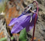 род Campanula