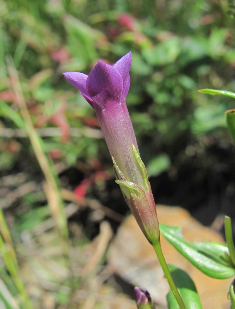 Image of Gentianella caucasea specimen.