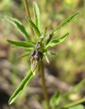 Viola lavrenkoana