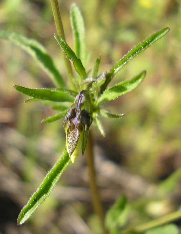 Image of Viola lavrenkoana specimen.
