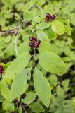 Lonicera xylosteum. Ветвь с плодами. Ленинградская обл., Кингисеппский р-н, Кургальский п-ов, окр. дер. Тисколово, смешанный лес. 26.08.2017.