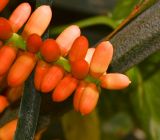 Arenga engleri