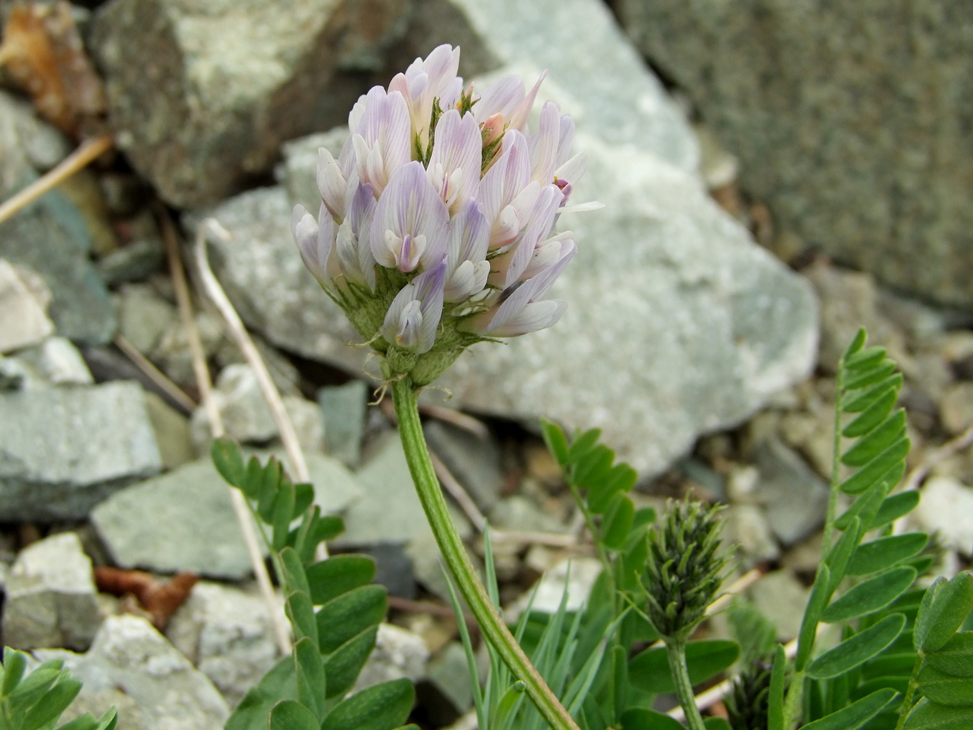 Изображение особи Astragalus boreomarinus.