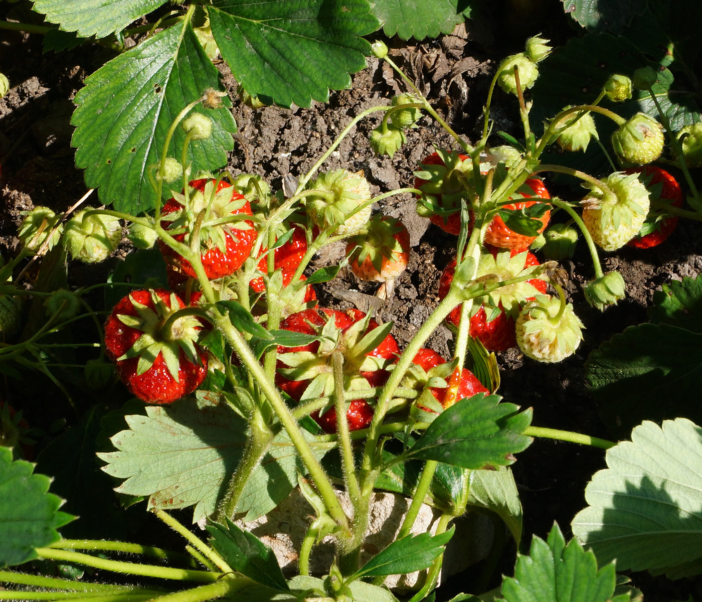 Image of Fragaria × ananassa specimen.