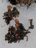 genus Peltigera