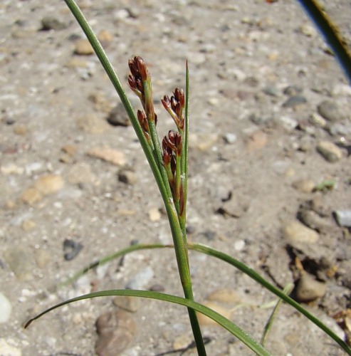 Image of Juncus gerardi specimen.