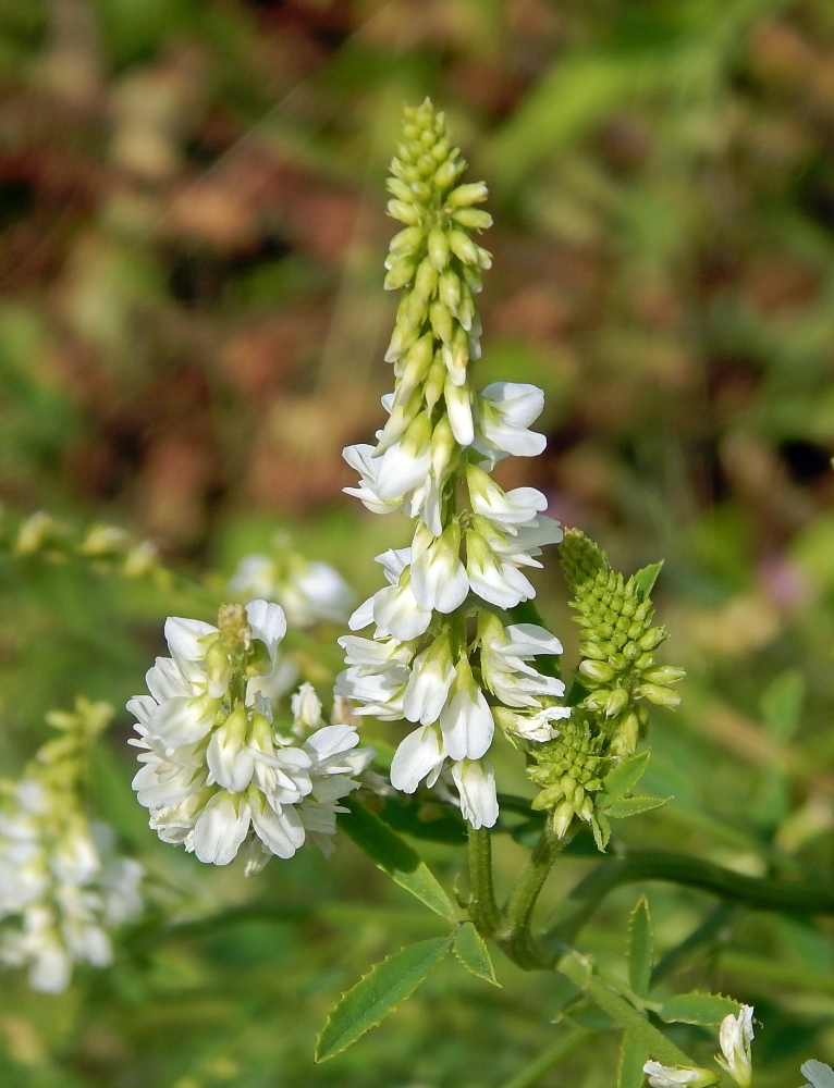 Image of Melilotus albus specimen.