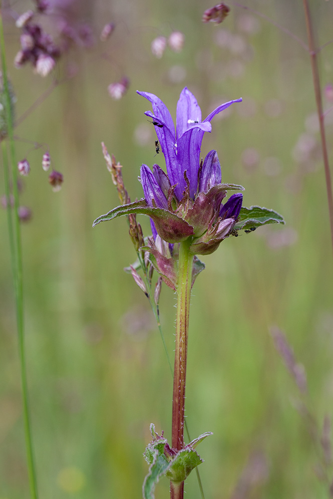 Image of Campanula glomerata specimen.