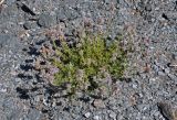 Nepeta podostachys