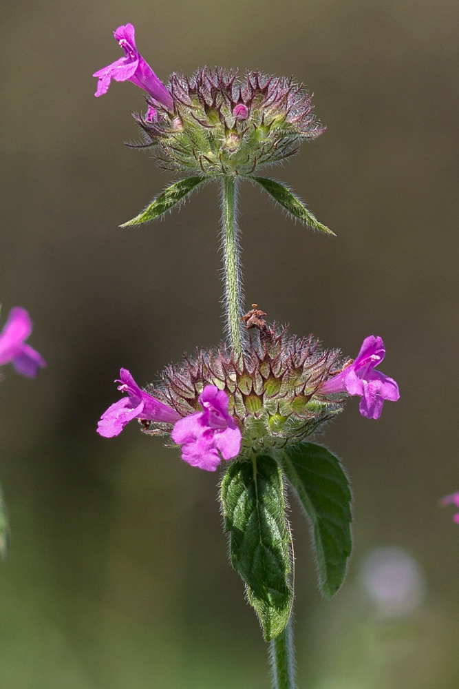 Image of Clinopodium vulgare specimen.