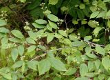 Philadelphus tenuifolius. Ветвь плодоносящего растения. Амурская обл., Бурейский р-н, левый берег р. Бурея, в 2-3 км ниже Нижнебурейской ГЭС, вдоль грунтовой дороги. 17.07.2016.
