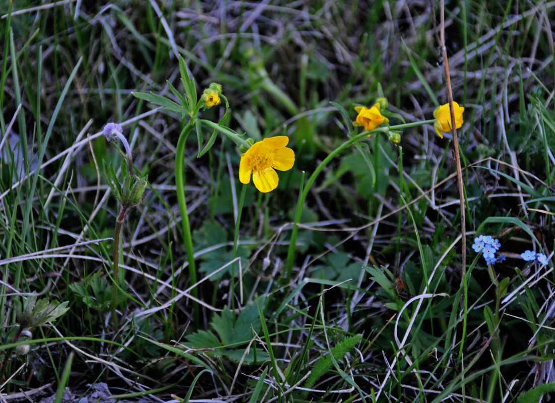 Изображение особи Ranunculus propinquus.