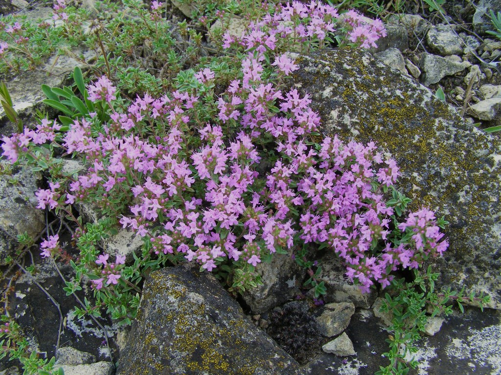 Изображение особи Thymus dubjanskyi.