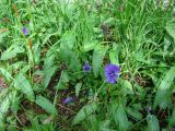Viola altaica. Цветущее растение. Западный Саян, Ергаки, окр. озера Горных Духов. Август 2008 г.