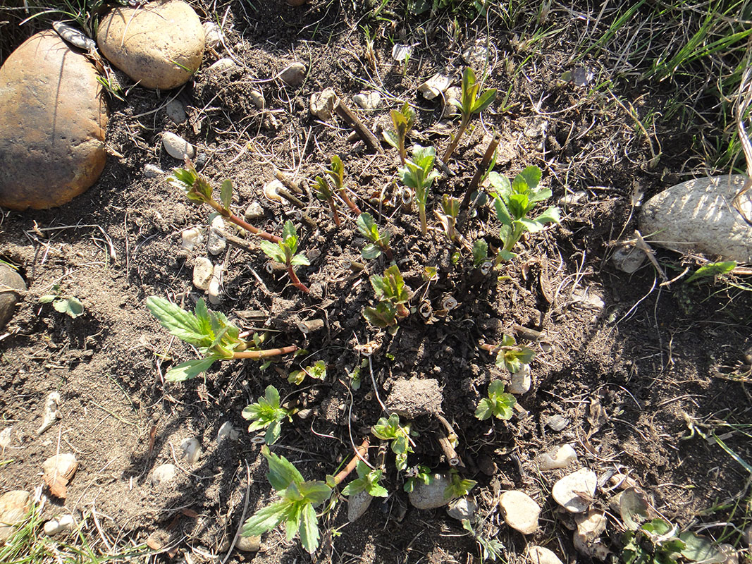 Image of Veronica longifolia specimen.