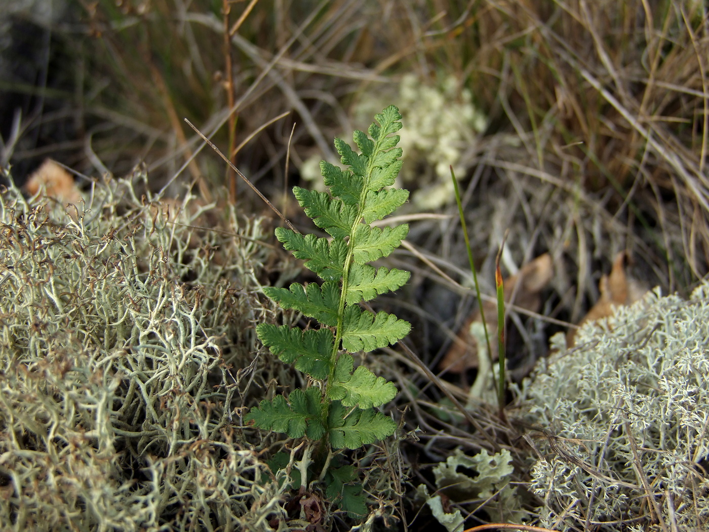 Image of Woodsia ilvensis specimen.