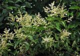 Ligustrum lucidum. Ветви с соцветиями. Краснодарский край, Сочи, Лазаревский р-н, Дагомыс, в культуре. 08.07.2017.