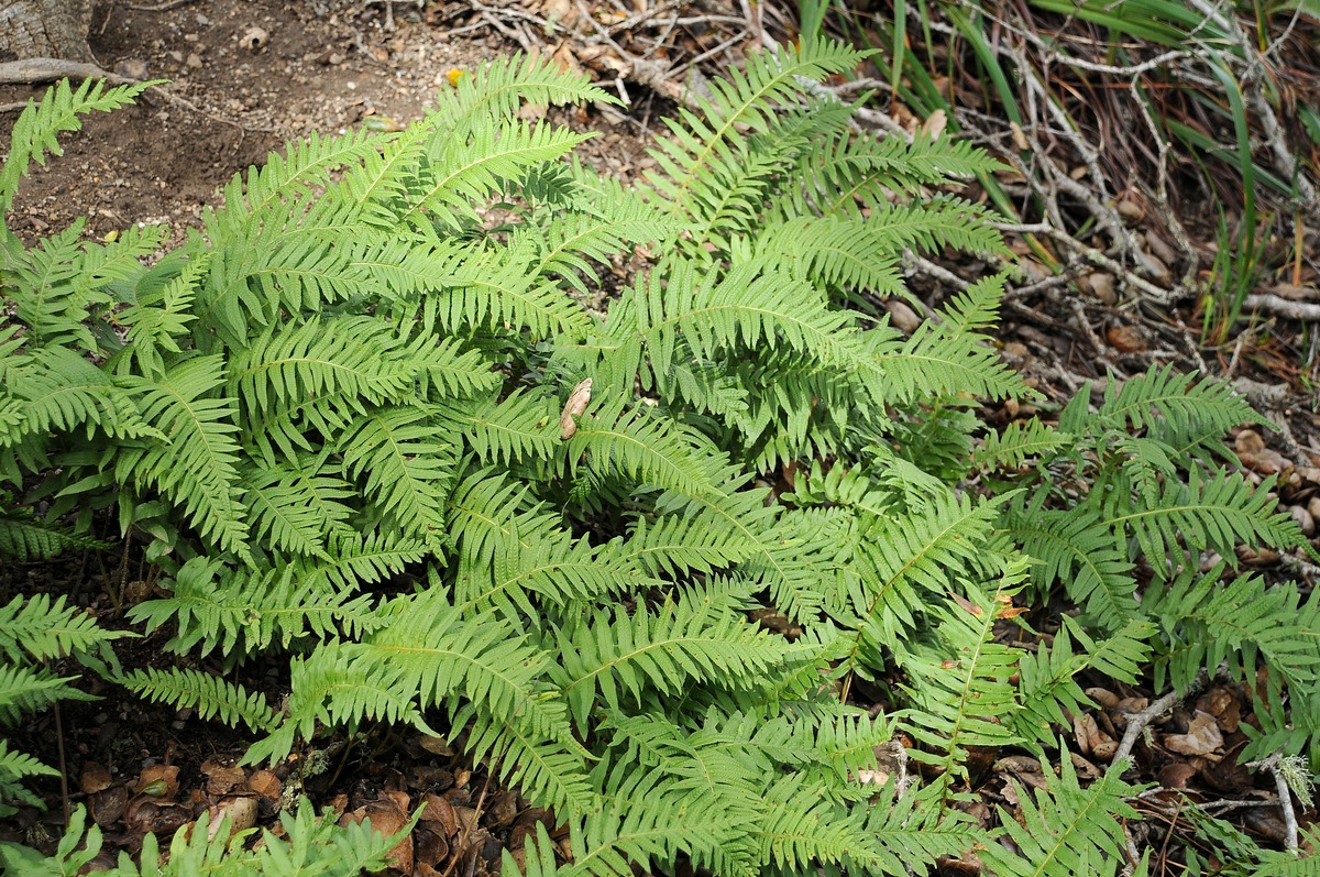 Image of Polypodium californicum specimen.