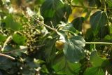 Hedera helix