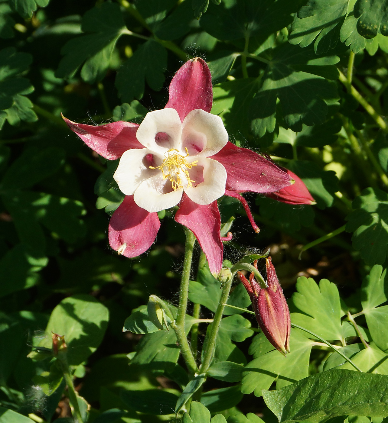 Изображение особи Aquilegia coerulea.