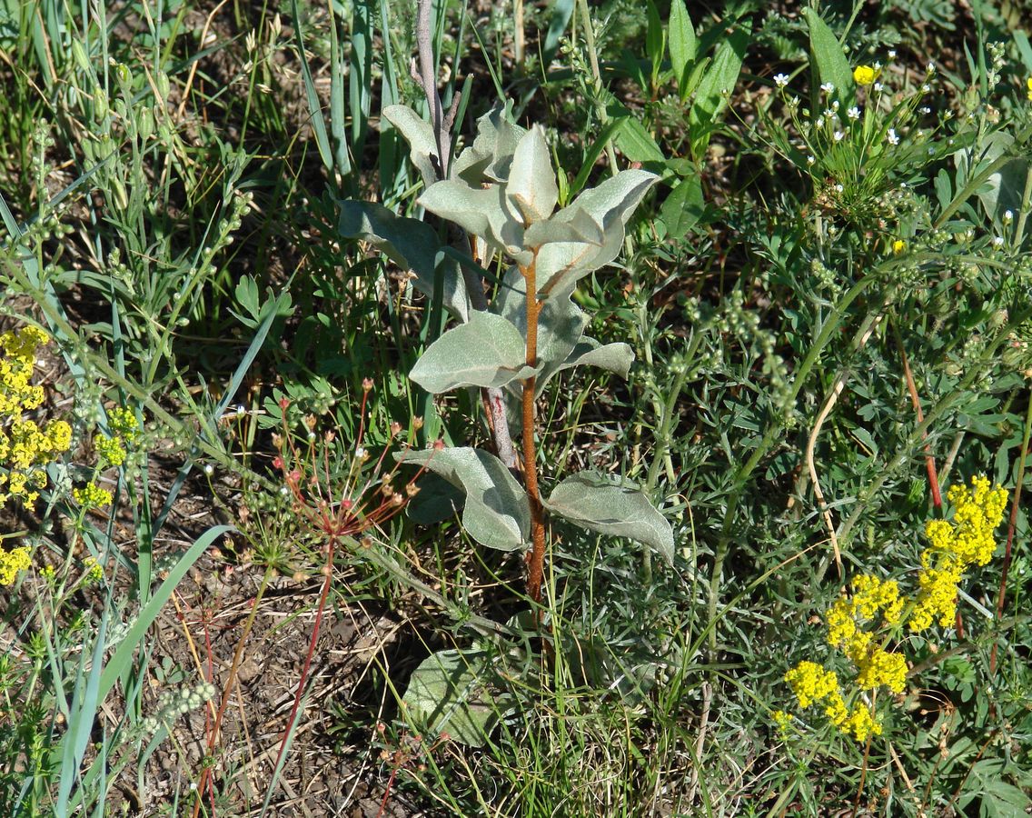 Изображение особи Elaeagnus commutata.