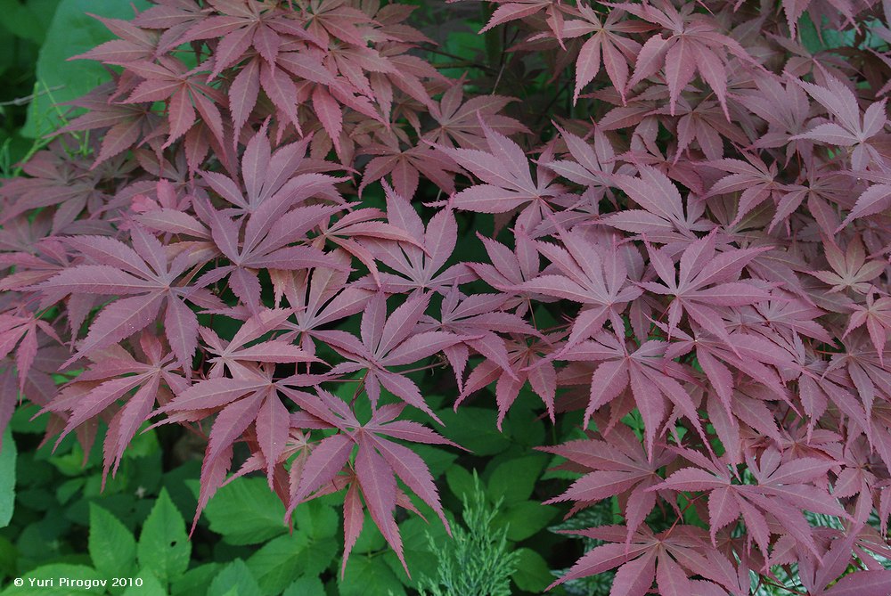 Изображение особи Acer palmatum.